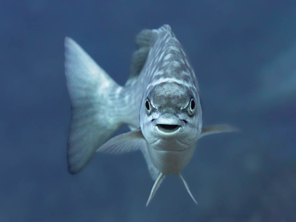 Kyphosus sectatrix Kyphosus sectatrix è un pesce ubiquitario, presente in tutte le acque temperate e calde incluso il Mediterraneo.