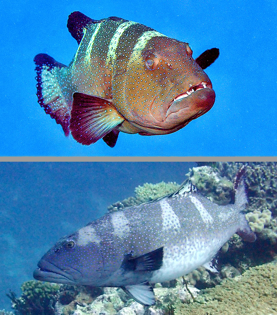 Plectropomus laevis L’altra grigia rossastra, con la testa scura e piccole macchie blu con bordo scuro, mentre le selle sono per lo più sbiadite o assenti.