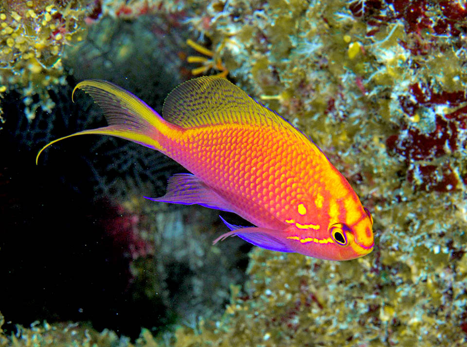 Serranocirrhitus latus è un pesciolino del Pacifico occidentale che si sta affermando fra gli aquariofili per l’insolita livrea e la facile manutenzione.