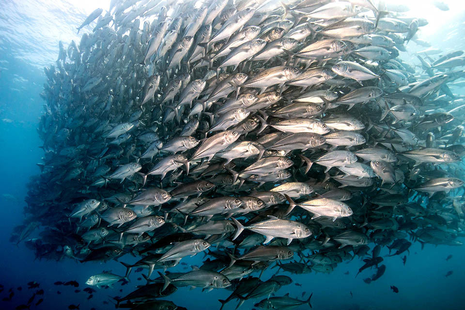 Caranx sexfasciatus forma cardúmenes de hasta 1.500 individuos, que se desplazan lentamente durante el día y se dispersan para cazar en solitario o en pequeños grupos durante la noche.