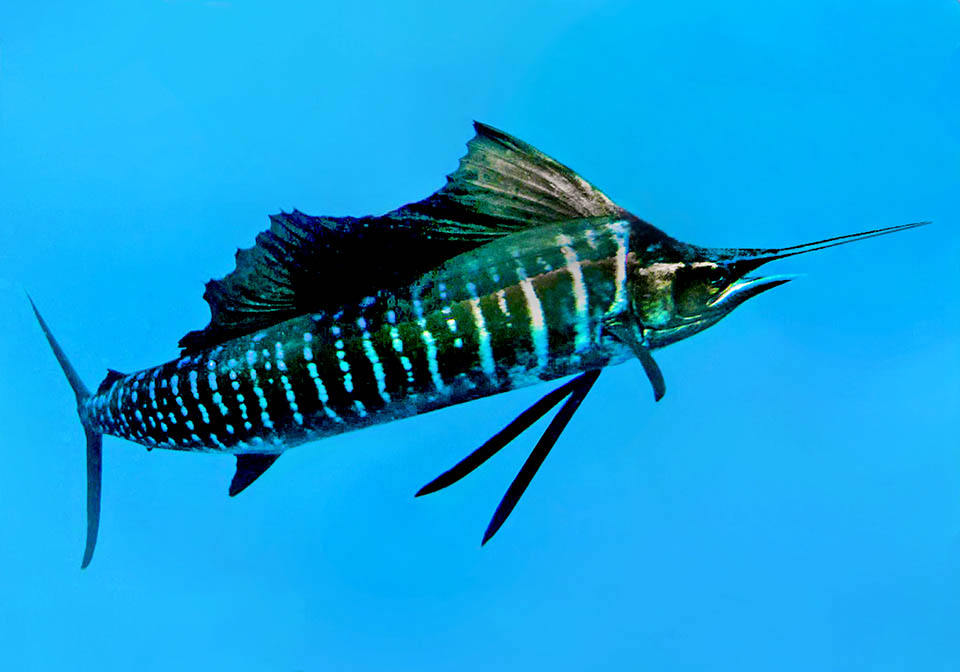Istiophorus platypterus, Sailfish About 270 cm long, with a peak of 360 cm and weighing over 100 kg, Istiophorus platypterus has a dark livery, but depending on the mood, it may display 20 vertical bars done by light blue dots.