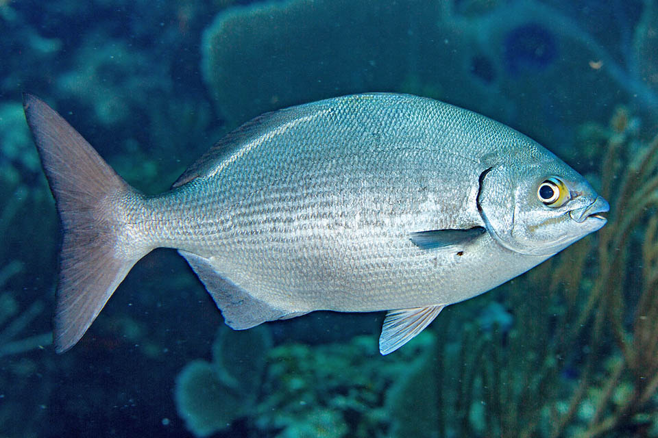 Kyphosus sectatrix Kyphosus sectatrix si nutre prevalentemente di vegetali, ma anche piccoli crostacei e molluschi. Segue le navi per gli avanzi di cibo gettati in mare e apprezza anche le feci dei delfini.