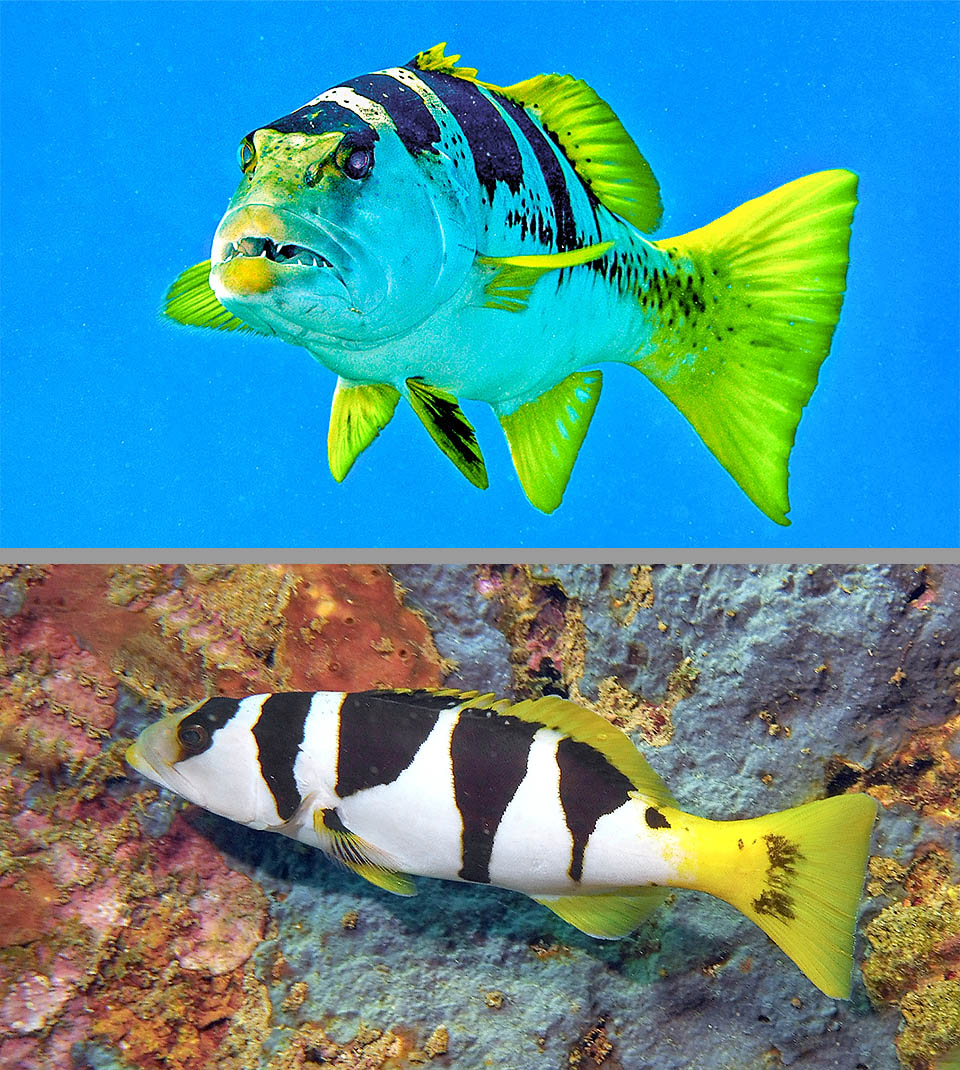 Plectropomus laevis Plectropomus laevis è una cernia che presenta due livree. Questa è la “fase del calciatore”, con selle nere su uno sfondo biancastro col peduncolo caudale e le pinne gialle.