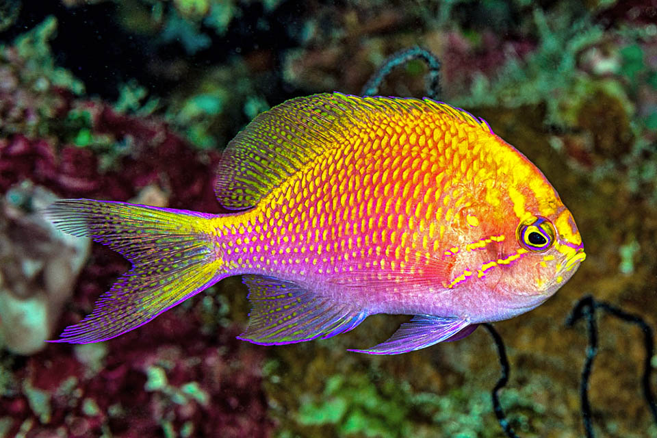 Sfuma infatti verso il basso dal giallo, al rosso e il viola, perché le squame recano una macchietta gialla che si fa sempre più piccola mostrando il colore violaceo del fondo.