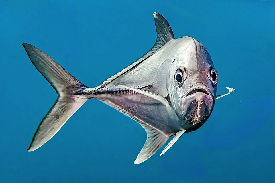 En los adultos de Caranx sexfasciatus son característicos los grandes ojos con párpados adiposos y una manchita blanca en el extremo de la aleta dorsal.