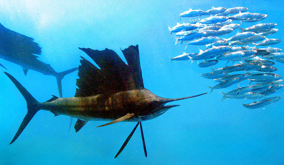 Istiophorus platypterus, Sailfish Species unluckily considered vulnerable, usually swims in the first 10 m of water, mainly eating fish belonging to the Scombridae family.