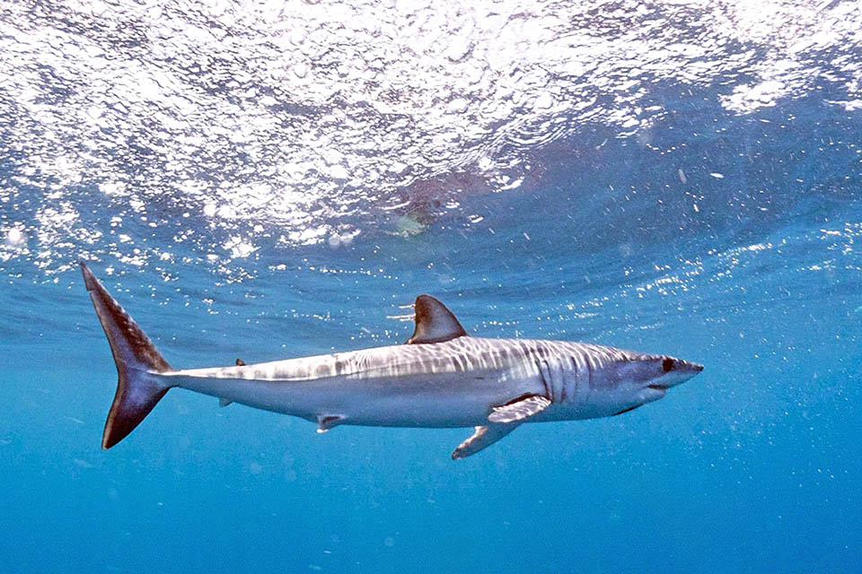 Isurus oxyrinchus, Squalo mako pinna corta Cosmopolita nei mari temperati caldi, Isurus oxyrinchus misura in genere 270 cm e può aumentare la temperatura del suo corpo di 2-4 °C rispetto al mare.