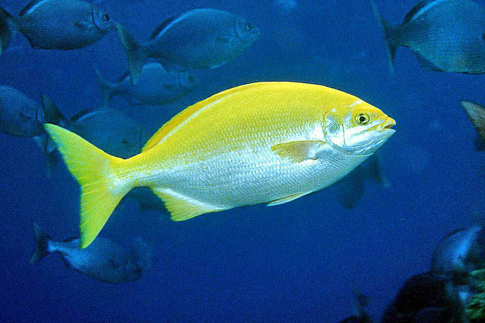 Kyphosus sectatrix La livrea normale di Kyphosus sectatrix è grigia, a volte con striature longitudinali scure o dorate, ma nelle isole oceaniche può essere anche gialla.