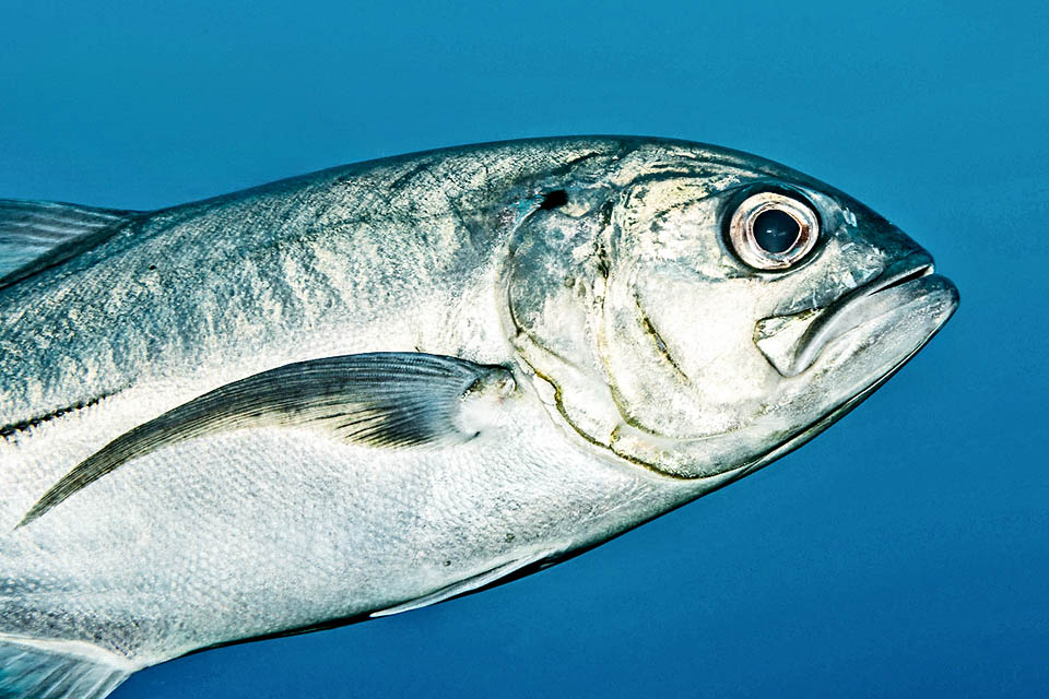Se destaca una mancha negra en la parte superior del opérculo. Las largas aletas pectorales falcadas y la caudal profundamente bifurcada aseguran una natación veloz.
