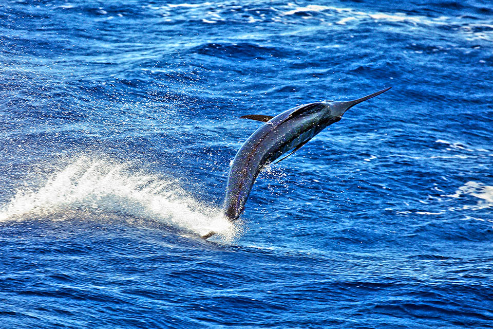 Istiophorus platypterus, Sailfish Istiophorus platypterus surrounds them, moving in small groups, and compacts them up with leaps and sword blows to stun and then eat them calmly one by one.