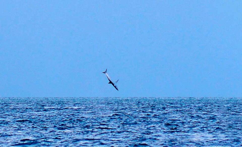 Isurus oxyrinchus, Squalo mako pinna corta Questo aumento termico gli permette forti accelerazioni, spettacolari balzi fuor d’acqua ed un perfetto funzionamento della vista e del cervello.