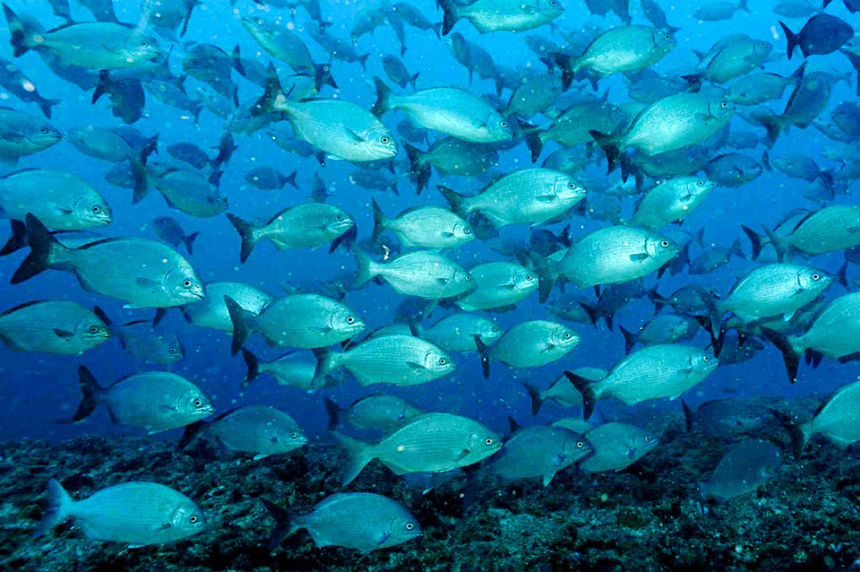 Kyphosus sectatrix La riproduzione di Kyphosus sectatrix avviene in grandi raduni, cui si uniscono talora anche le cernie. Il gran numero di uova affidate alle correnti riduce così la probabilità che vengano predate.