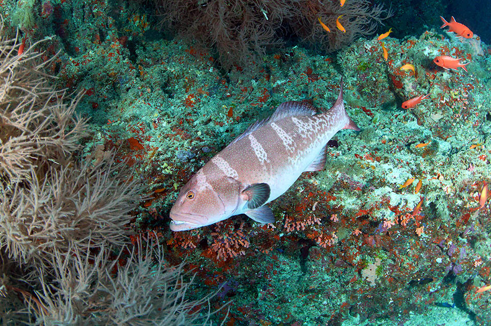 Plectropomus laevis Plectropomus laevis preda soprattutto pesci ma si nutre talvolta anche di crostacei. La sua carne è ottima ma in certe località è purtroppo a forte rischio di ciguatera, una intossicazione alimentare molto grave, causata dall’ingestione di pesci contaminati da una tossina di origine non batterica nota come ciguatossina.
