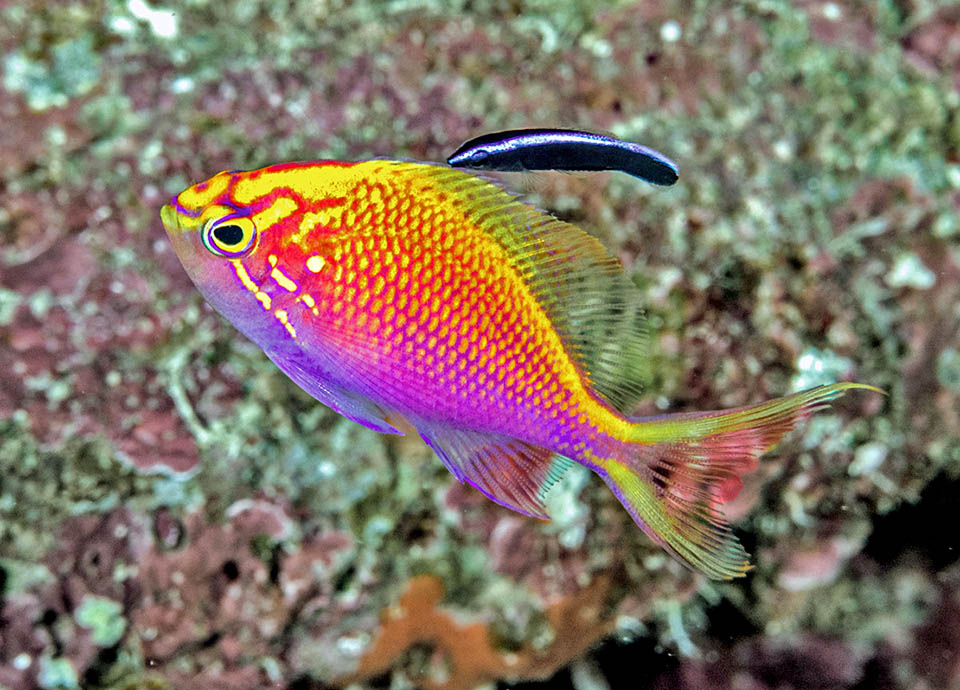 Qui un Serranocirrhitus latus in natura con un pesce pulitore. In acquario non disturba gli altri pesci e chiede solo un grottino ombroso per rifugiarsi se lo molestano.