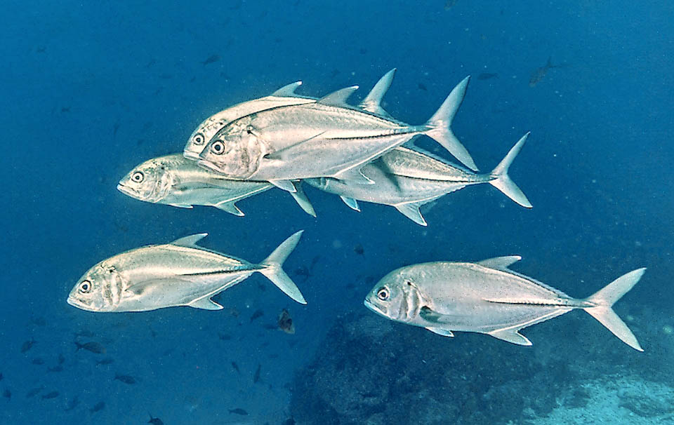 Aunque el tamaño común es aproximadamente la mitad, Caranx sexfasciatus puede alcanzar los 120 cm de longitud y un peso de 18 kg.