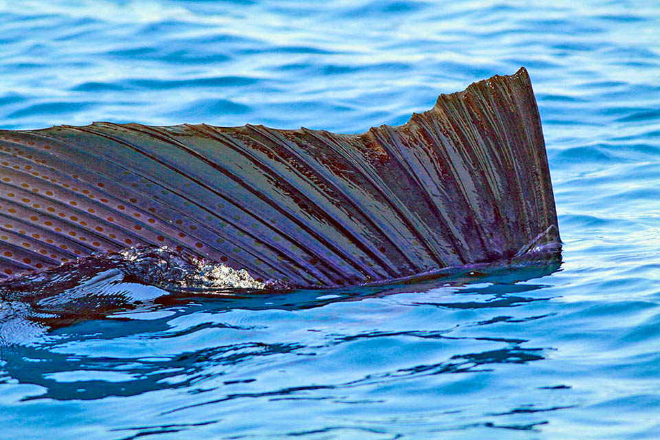 Istiophorus platypterus, Sailfish Moreover, emerging it, rich as it is in blood vessels, it can rapidly heat or cold the body before or after the efforts.