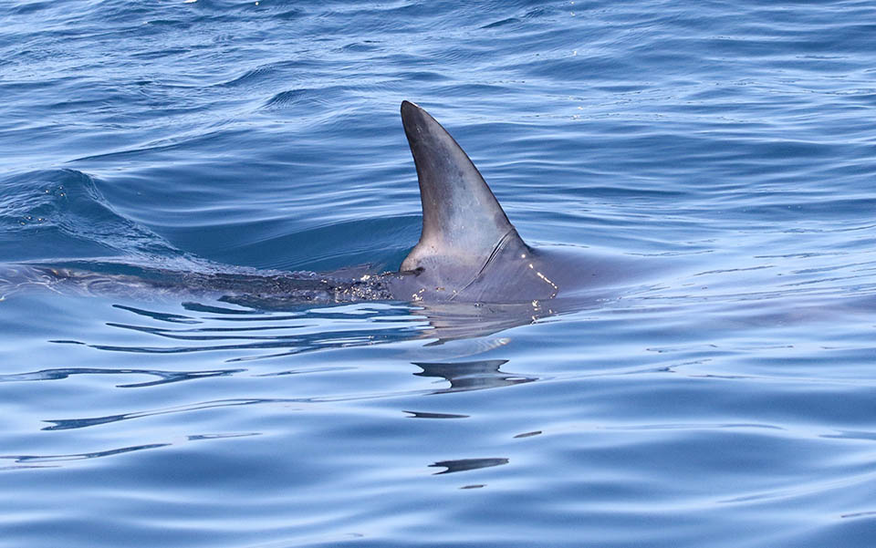 Isurus oxyrinchus, Squalo mako pinna corta Qui la sua inquietante pinna dorsale in superficie. Isurus oxyrinchus attacca con feroci morsi dal basso squali, pesci spada e delfini.