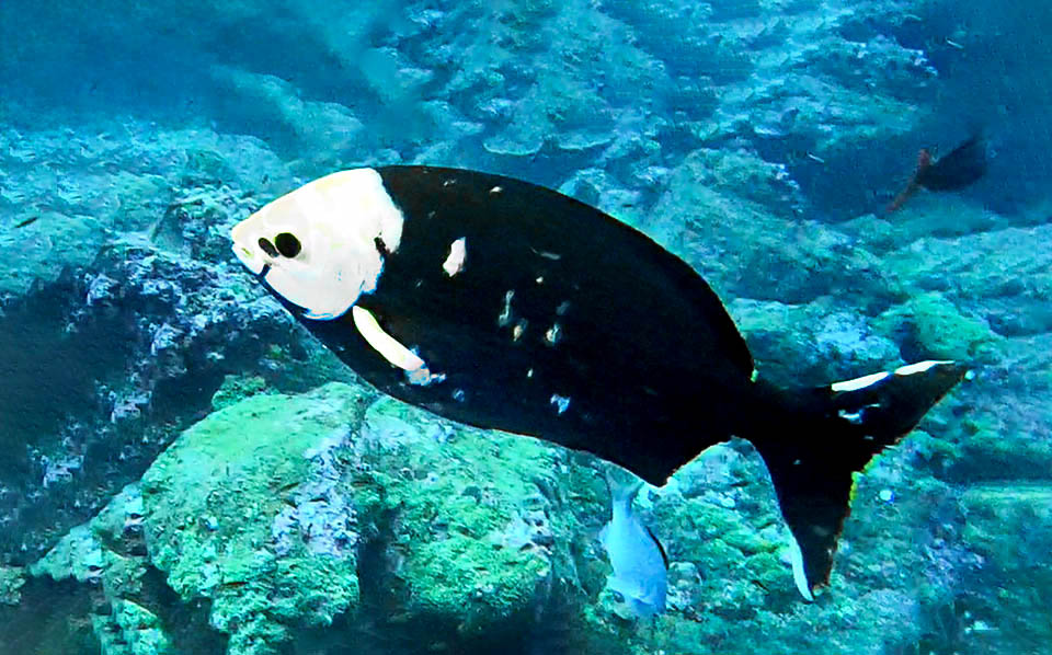5 Kyphosus sectatrix © Billy Bensted-Smith Per l’occasione i maschi di Kyphosus sectatrix si presentano neri col capo bianco. Salgono con la compagna 4-5 m sopra al banco, imitati in breve dalle altre coppie.