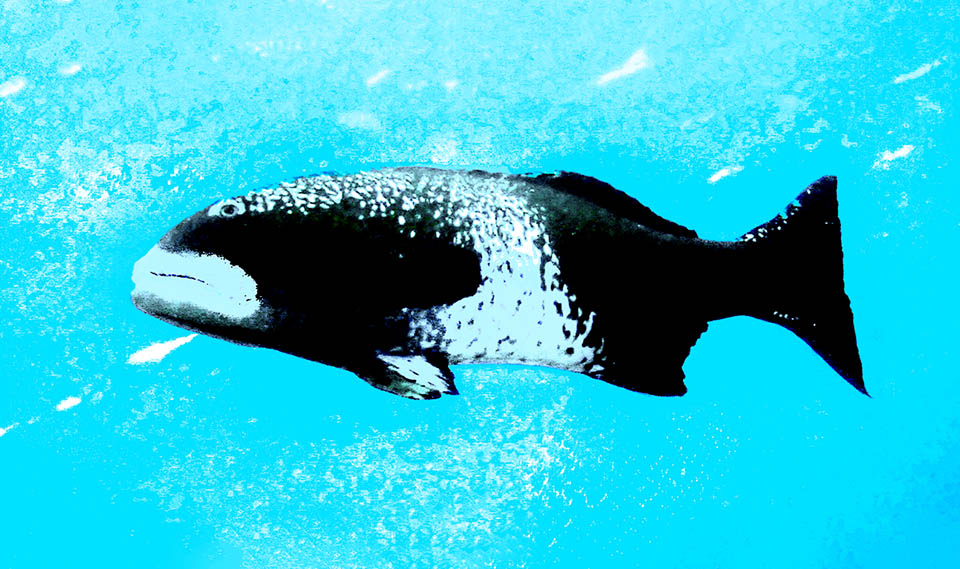 5 Plectropomus laevis © Claire Goiran Questa è la livrea nuziale dei maschi. Come per altre cernie, possono aver luogo luogo delle migrazioni ma si tratta in genere di aggregazioni modeste.