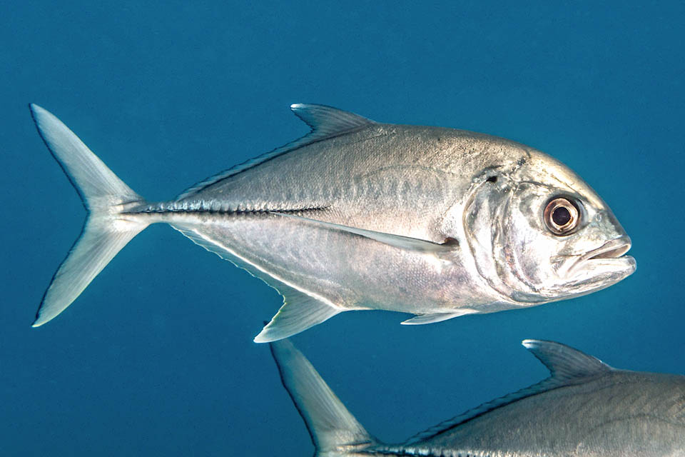 Los adultos de Caranx sexfasciatus se alimentan casi exclusivamente de peces y calamares, pero también de gasterópodos, ascidias, medusas, crustáceos e insectos marinos.