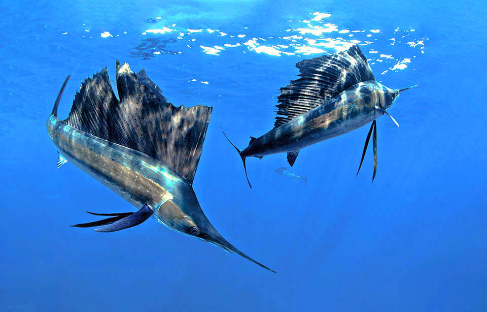 Istiophorus platypterus, Sailfish The reproduction of Istiophorus platypterus seems to occur all over the year with a peak in summer seasons. Eggs are entrusted to the currents and newborns’ life expectancy is about 13 years.