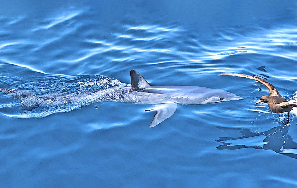 Isurus oxyrinchus, Squalo mako pinna corta Isurus oxyrinchus si nutre di sgombri, cefalopodi e persino tartarughe e uccelli marini. Troppo pescato, figura però a due passi dall’estinzione, nella Lista Rossa IUCN.