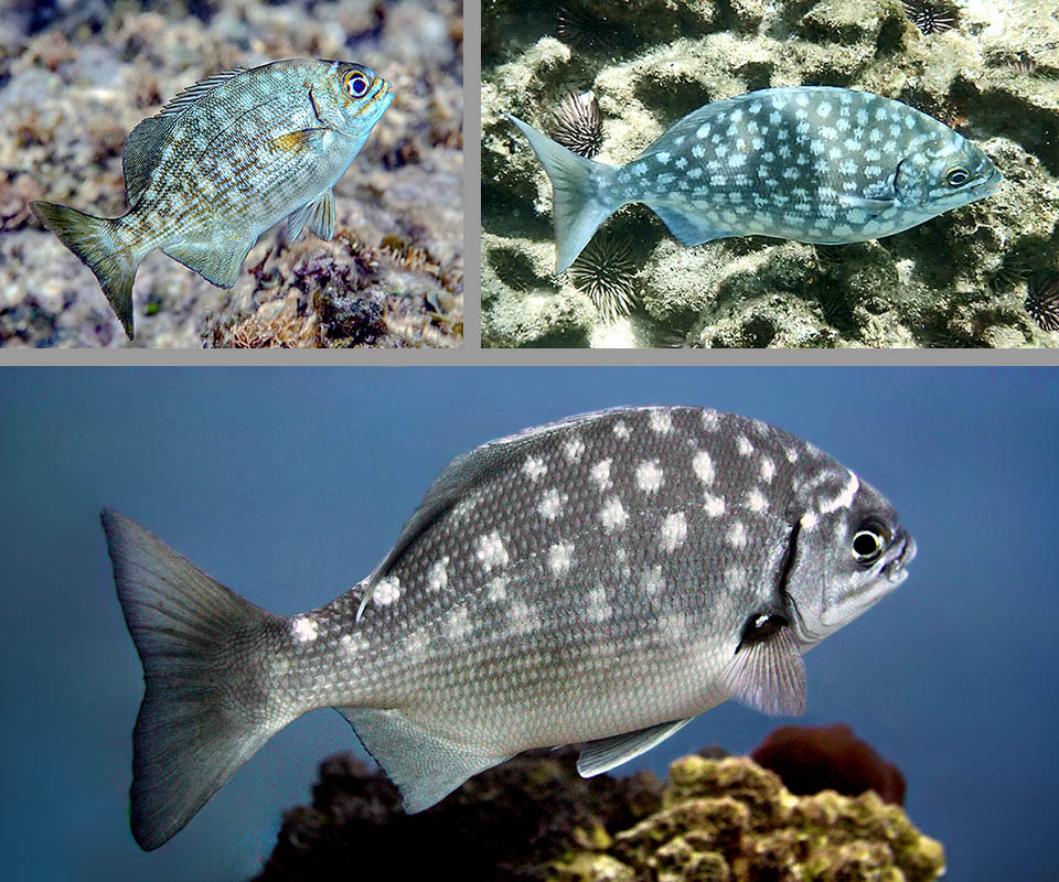 Kyphosus sectatrix I giovani recano macchie chiare mimetiche sul corpo e sulle pinne delle stessa taglia degli occhi. Qui tre fasi della crescita.