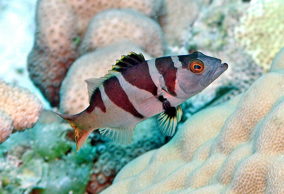 6 Plectropomus laevis © uwkwaj I giovani crescono mescolati alle aggregazioni di Canthigaster valentini, pesciolini di 10 cm che imitano nei colori e portando la pinna caudale ripiegata. Sono protetti, come i pesci palla, da un muco velenosissimo, la tetrodotossina e vengono così rispettati dai predatori che li credono mortali. Un classico esempio di mimetismo batesiano.