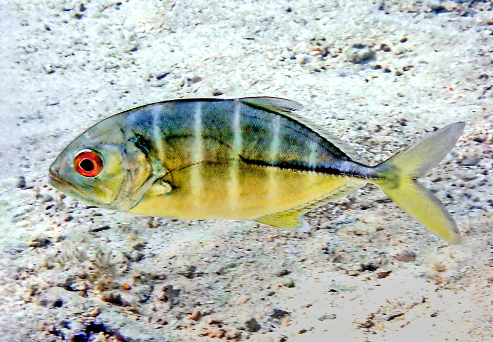 Los juveniles presentan tonalidades amarillas, pero sobre todo se reconocen por las 5–6 bandas verticales oscuras que dieron nombre a la especie.