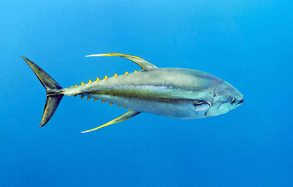 Thunnus albacares, Yellowfin Tuna Negli esemplari anziani, la seconda pinna dorsale e l’anale sono molto allungate.