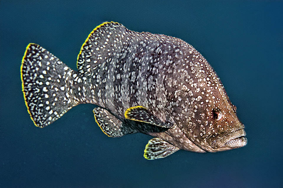 Dermatolepis dermatolepis est un Mérou haut et plat de l'Est du Pacifique, du Sud de la Californie au Pérou et aux îles de cet océan jusque vers les Galapagos.