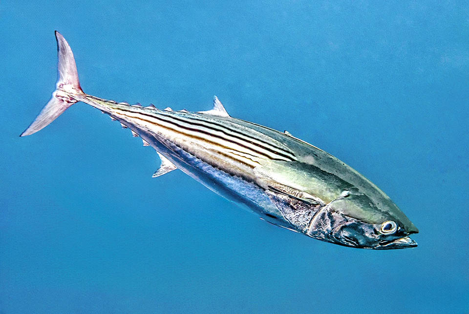 Caractérisée par 3 à 5 bandes noires horizontales dans la partie supérieure de son corps la Thonine noire rayée (Euthynnus lineatus) vit dans l'Est du Pacifique, de la Californie au Pérou.