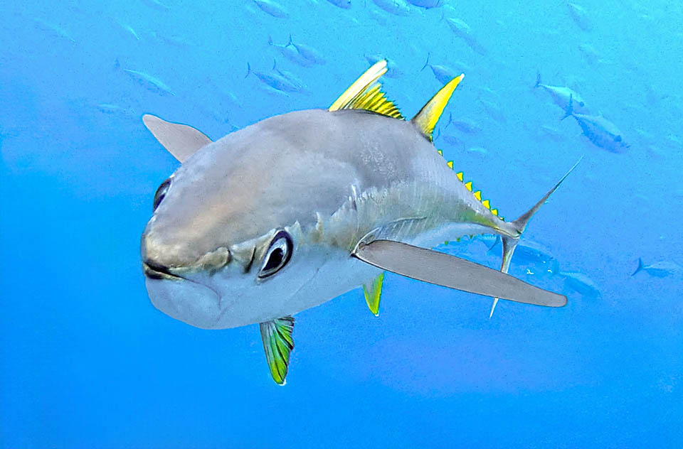 Thunnus albacares, Yellowfin Tuna Highly migratory, Thunnus albacares, known as Yellowfin tuna or Albacore tuna, it frequents all warm waters of our planet.