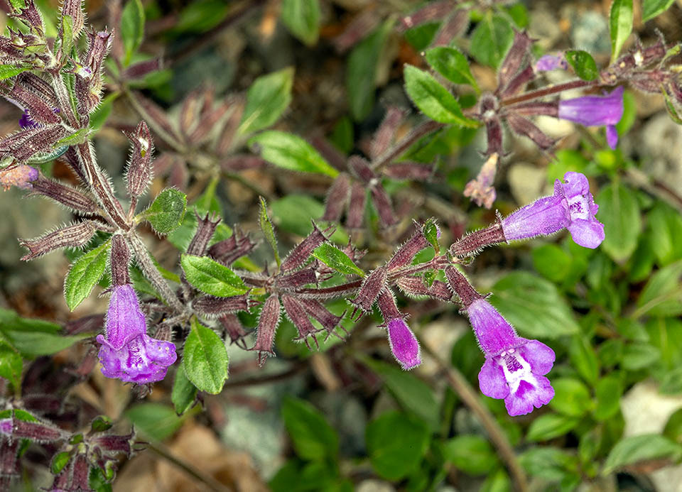 Ziziphora granatensis subsp. alpina is a southern European orophyte usually growing between 1000 and 2600 m of altitude.