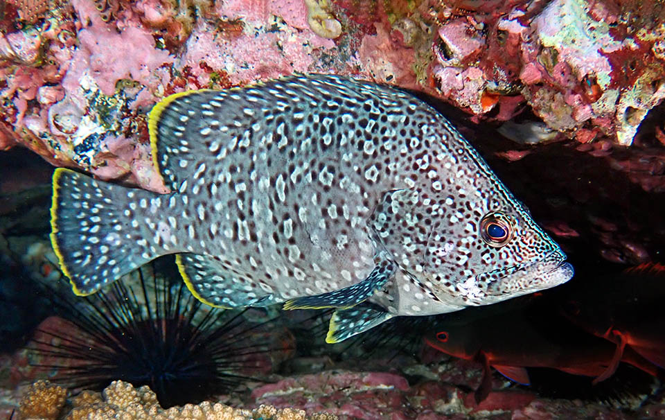 Dermatolepis dermatolepis atteint 91 cm et 10 kg. Son profil frontal est oblique et raide. Sa livrée aux bandes centrales alternées presque noires et grises comporte de nombreuses taches claires.