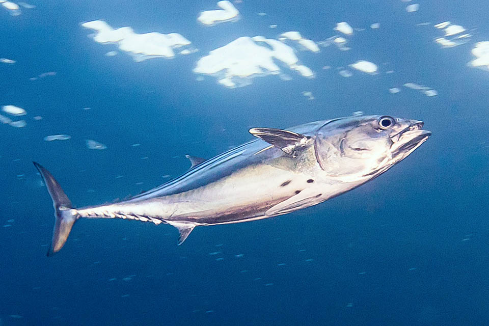 Euthynnus lineatus peut atteindre 84 cm mais ne dépasse pas en général 60 cm. Les nageoires pectorales sont de taille modeste. Le ventre est clair et a souvent des taches noires au-dessus des pelviennes.