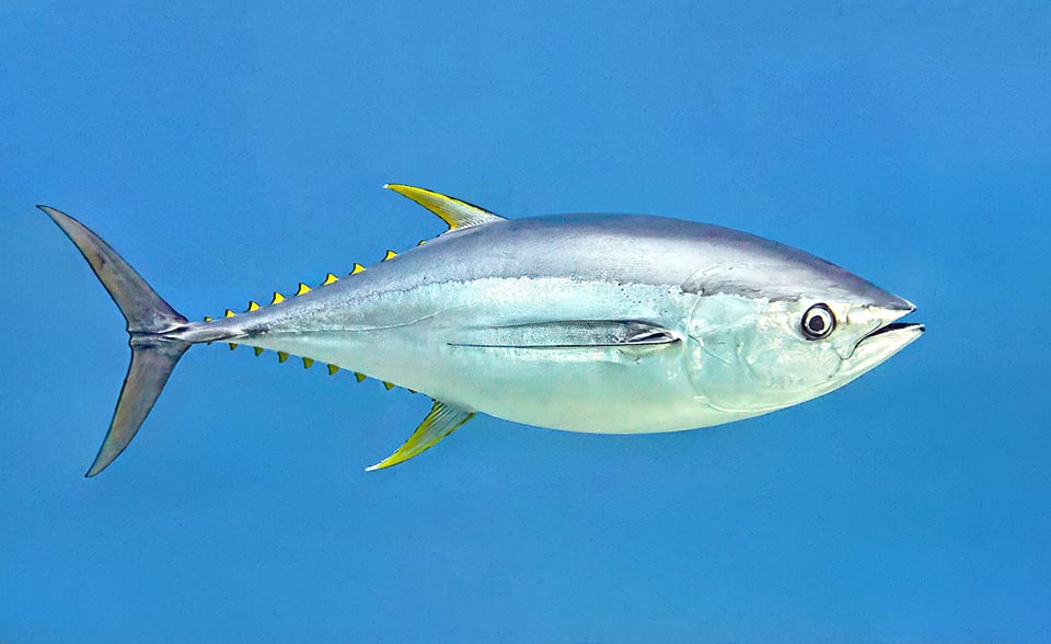 Thunnus albacares, Yellowfin Tuna Smaller than Bluefin tuna (Thunnus thynnus), reaches 239 cm and 200 kg, but its current length is 150 cm.