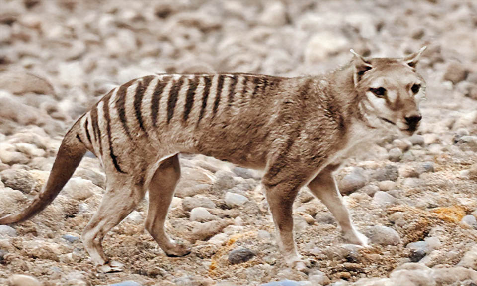 Comme l'indique le nom de l'espèce la tête de Thylacinus cynocephalus évoque celle d'un chien mais il n'y a aucune parenté phylogénétique : il ne s'agit que d'un phénomène de convergence évolutive.