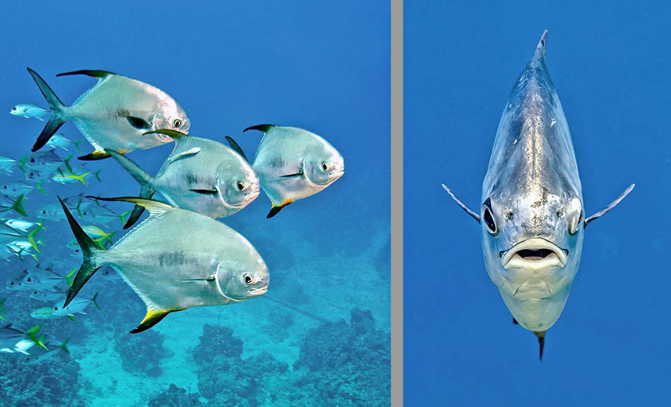 Trachinotus falcatus, Permit, Grand Cayman Si muove per lo più lungo le coste in acque basse sui fondali sabbiosi o fangosi alla ricerca di vongole, granchi, gamberetti e piccoli pesci ma si riproduce al largo.