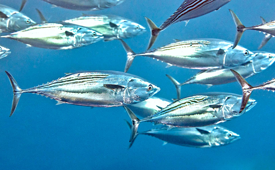 Les écailles, grandes et épaisses, forment un corset dans la partie antérieure du poisson. Ailleurs son corps est nu excepté la ligne latérale qui synchronise ses mouvements dans les bancs.