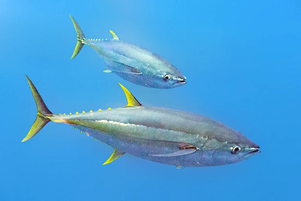 Thunnus albacares, Yellowfin Tuna At first sight distinguishes from Bluefin tuna due to the dazzling yellow dorsal fins like the pinnulae and the anal. To note the showy caudal keel standing between the two smaller.