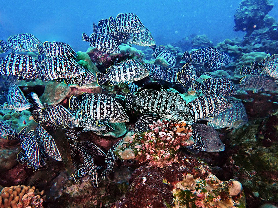 Il se forme pour la reproduction des rassemblements de 30 à 70 poissons environ qui montent ensemble vers la surface et confient leurs gamètes aux courants.