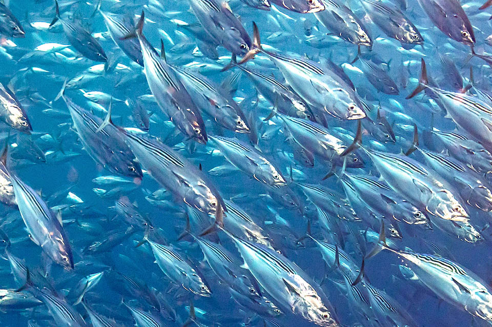La reproduction de Euthynnus lineatus peut avoir lieu toute l'année. Les oeufs sont confiés aux courants. Les larves ont besoin de températures élevées et ne s'éloignent pas à plus de 400 km du continent.