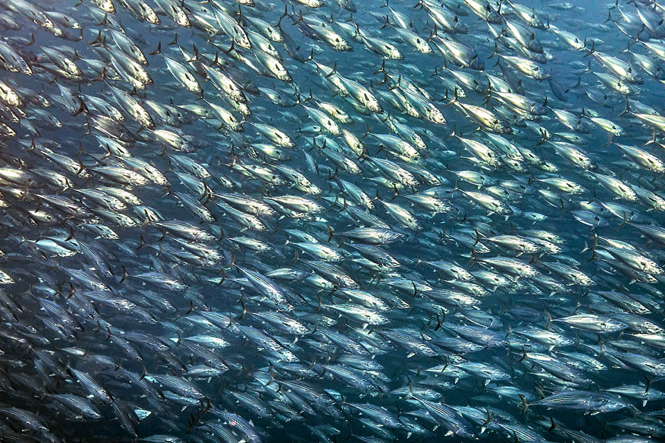 Ceux-ci, parfois mélangés à d'autres espèces, sont souvent impressionnants. Euthynnus lineatus se nourrit surtout de poissons mais aussi de mollusques, de crustacés et de zooplancton.