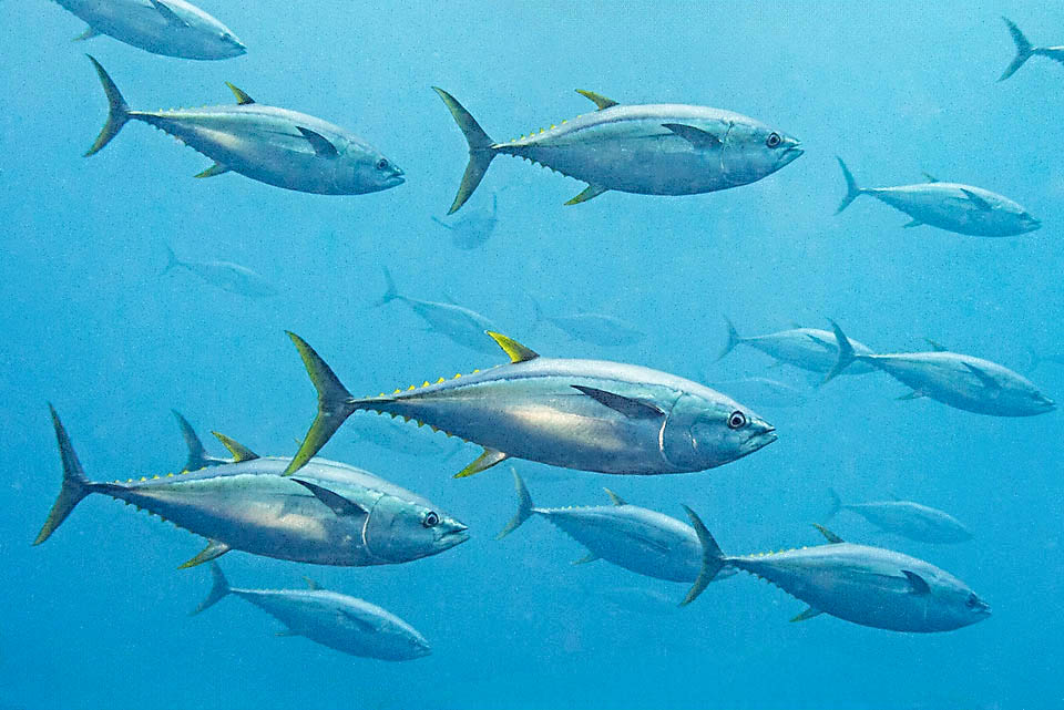 Thunnus albacares, Yellowfin Tuna In the old specimens, the second dorsal fin and the anal are very elongated
