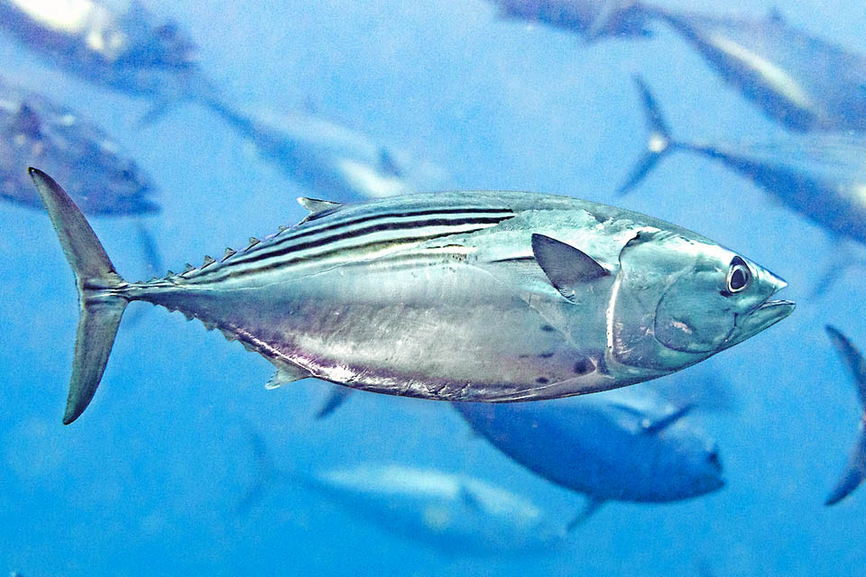 Euthynnus lineatus est chassé par des gros poissons, surtout des requins, et par les pêcheurs sportifs mais ses effectifs sont stables et ce n'est pas une espèce menacée.