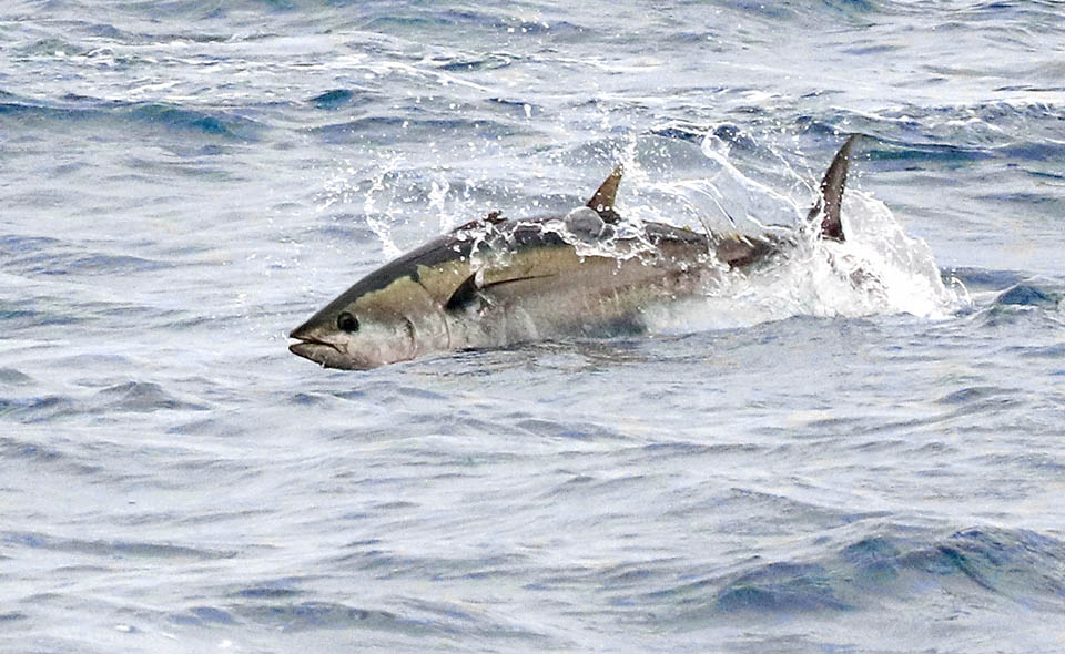 Thunnus albacares, Yellowfin Tuna The Yellowfin tuna feeds in opportunistic way on zooplankton, crustaceans, squids and fishes it follows even in surface.