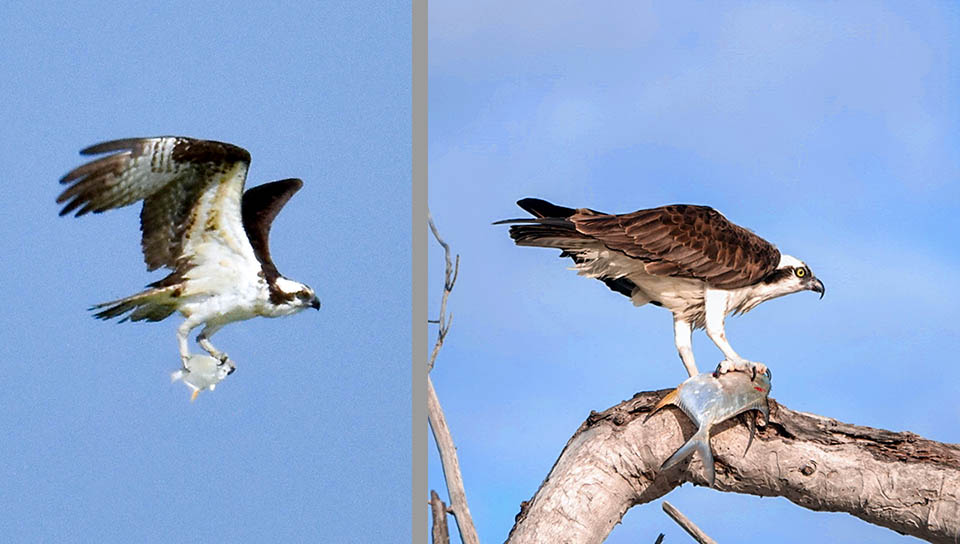 7 Pandion haliaetus © jenniferf4 - © taarnersuaq Qui li attendono i Barracuda e gli squali incuranti delle secche. E il Falco pescatore, notando gl archettdorsali affioranti, li attacca dal cielo.