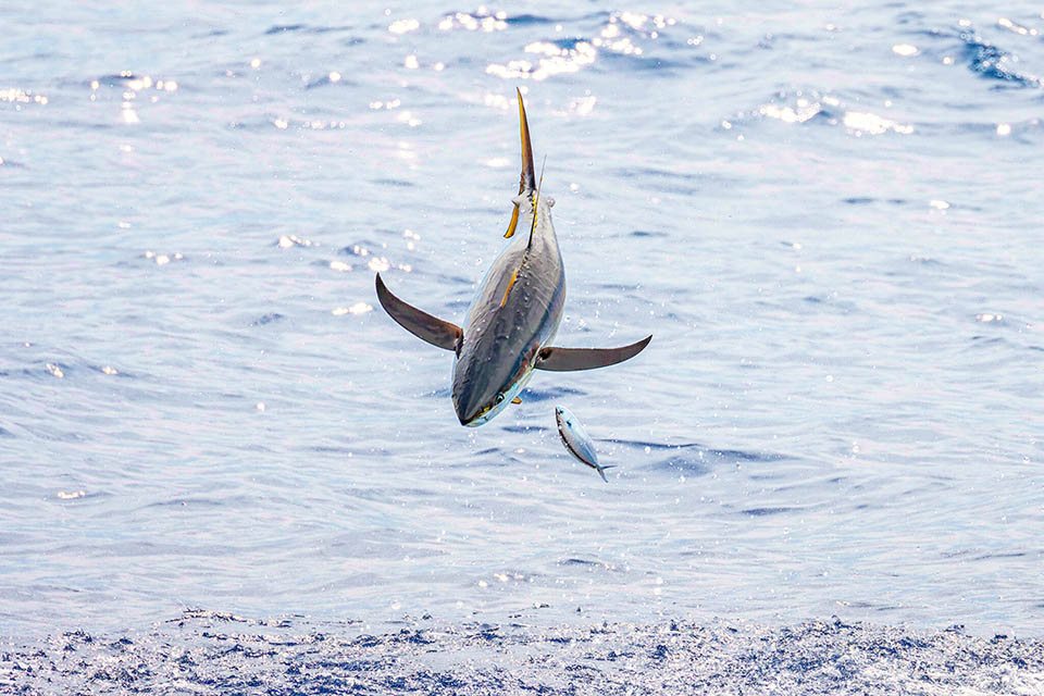 Thunnus albacares, Yellowfin Tuna Just to catch it, this has almost reached the beach. Thunnus albacares is widely fished for the canned tuna industry, but nowadays is not considered as endangered.