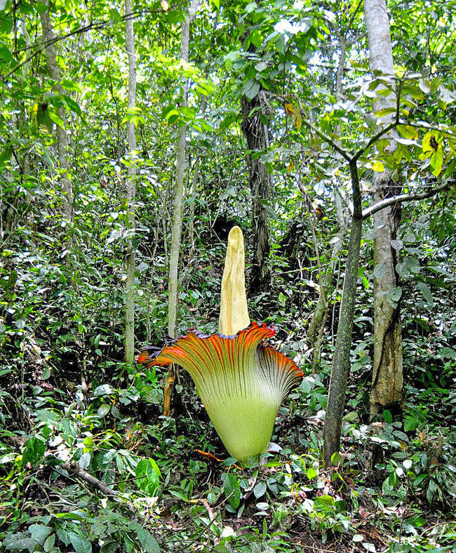 Amorphophallus titanum Amorphophallus titanum è una specie endemica delle foreste di Sumatra presente in aree semi ombreggiate fra 200 a 450 m d’altitudine.